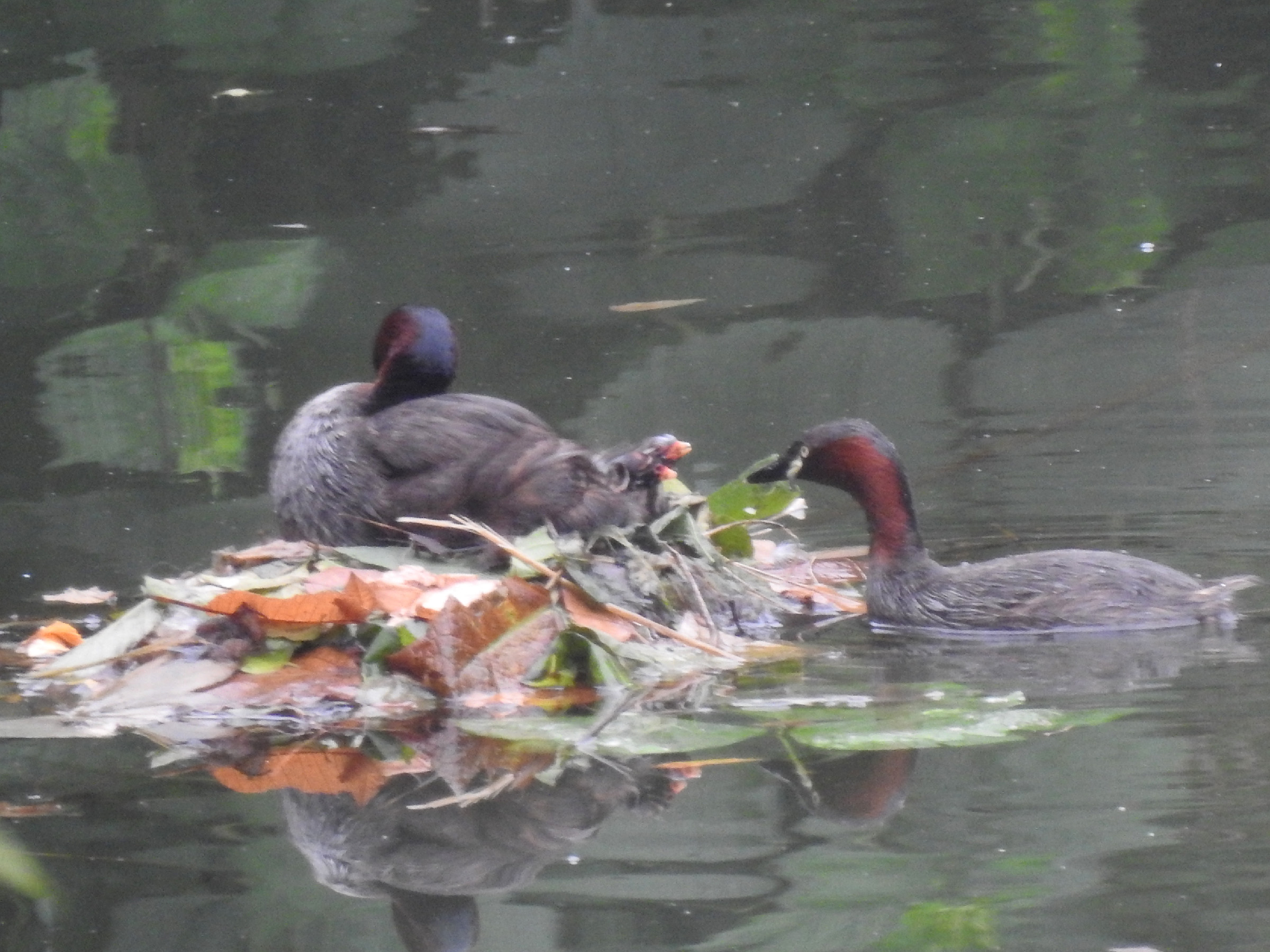 カイツブリ雛2羽