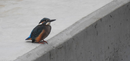 カワセミ幼鳥上をみる