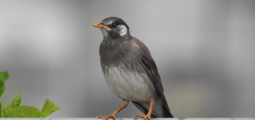 ムクドリ若鳥？