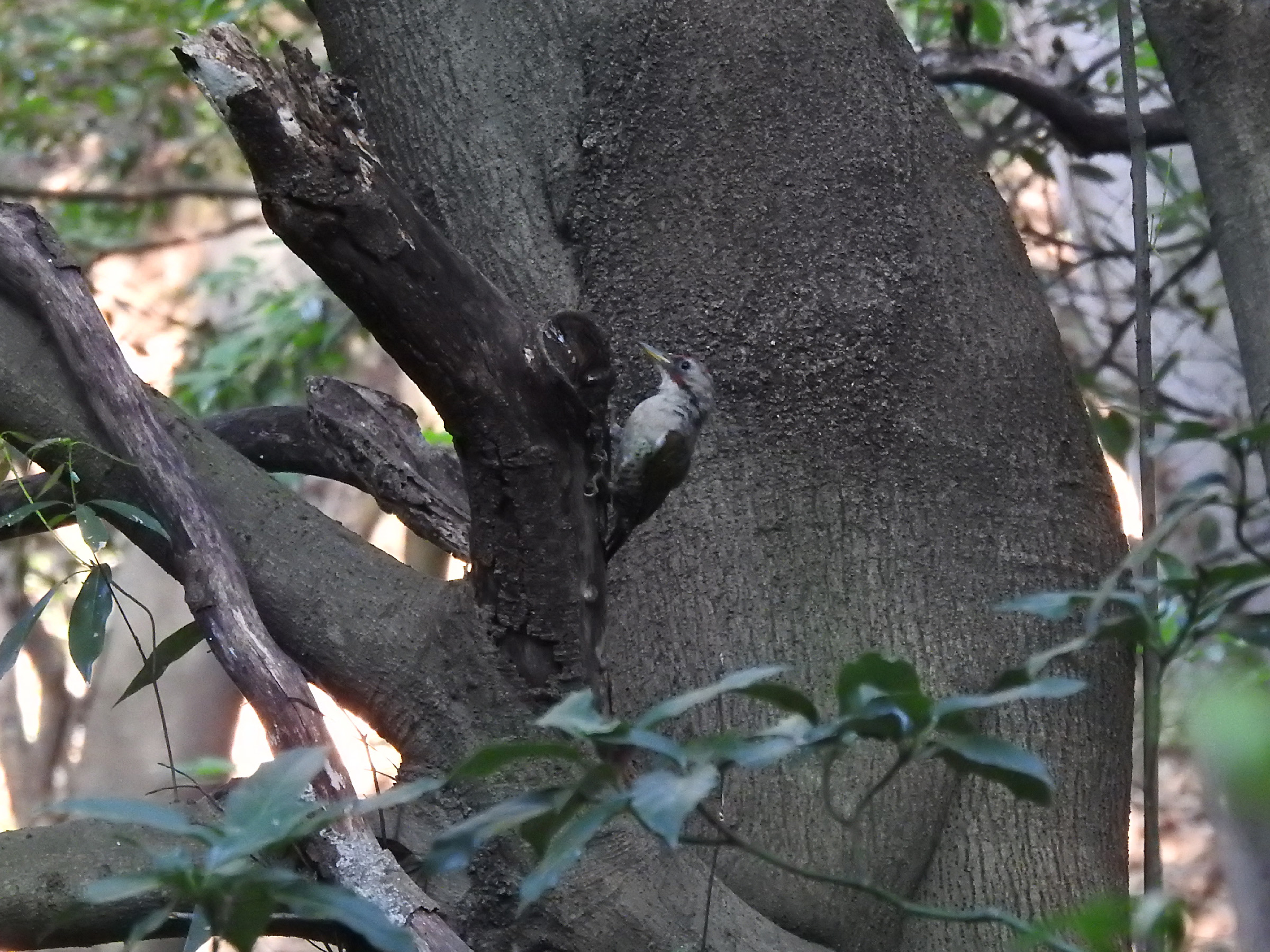 アオゲラメイン