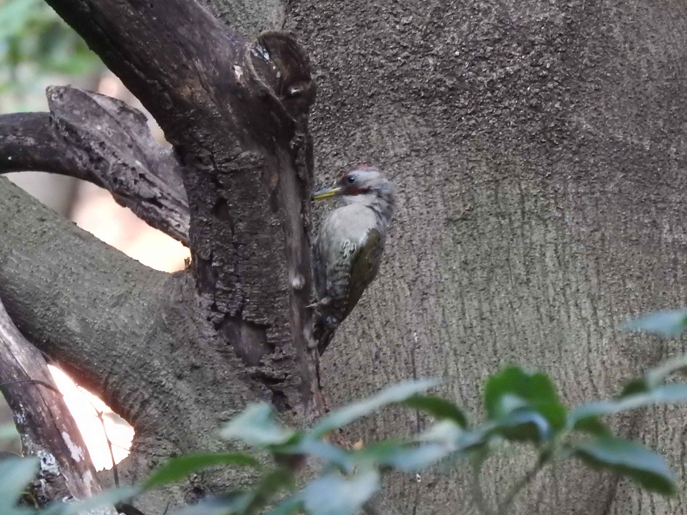 アオゲラ左向き