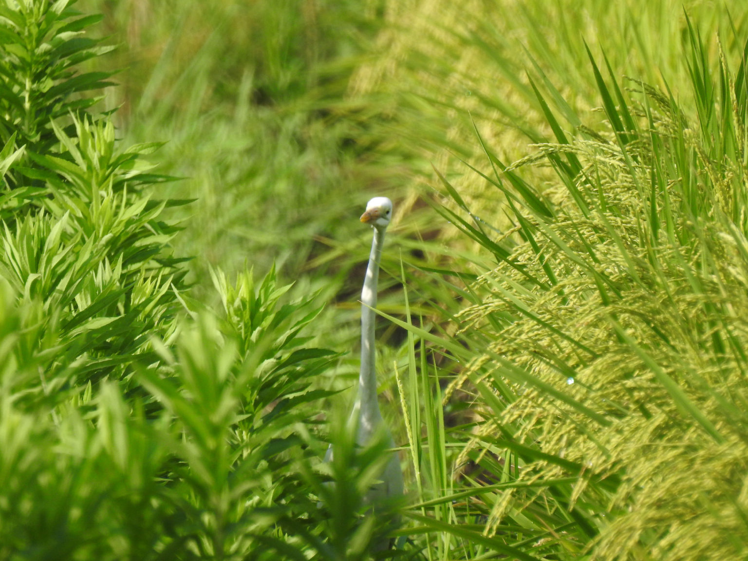 気象学 チュバは、ガロアから激流のチュバまで発生する可能性があります。