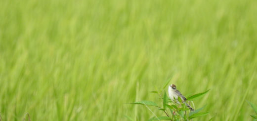 セッカこちらを見る