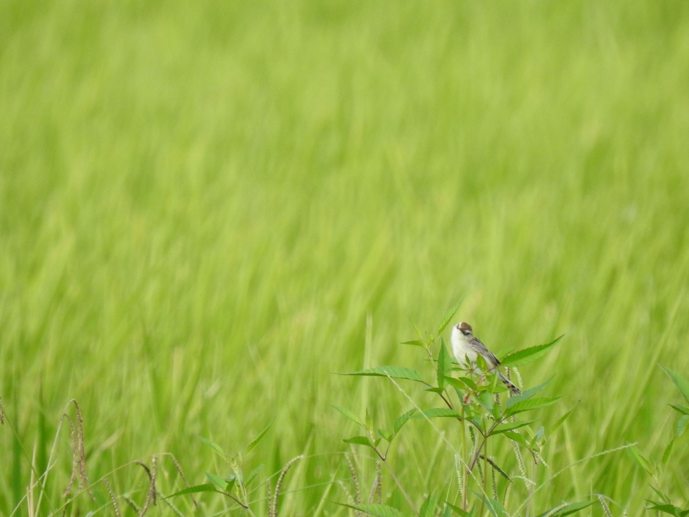セッカこちらを見る