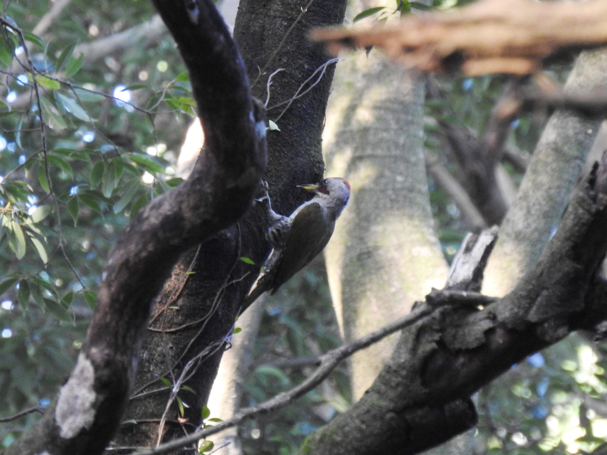 クモ類:特徴、種類、例 -