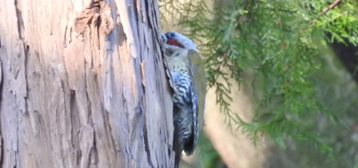 アオゲラ 隠れ