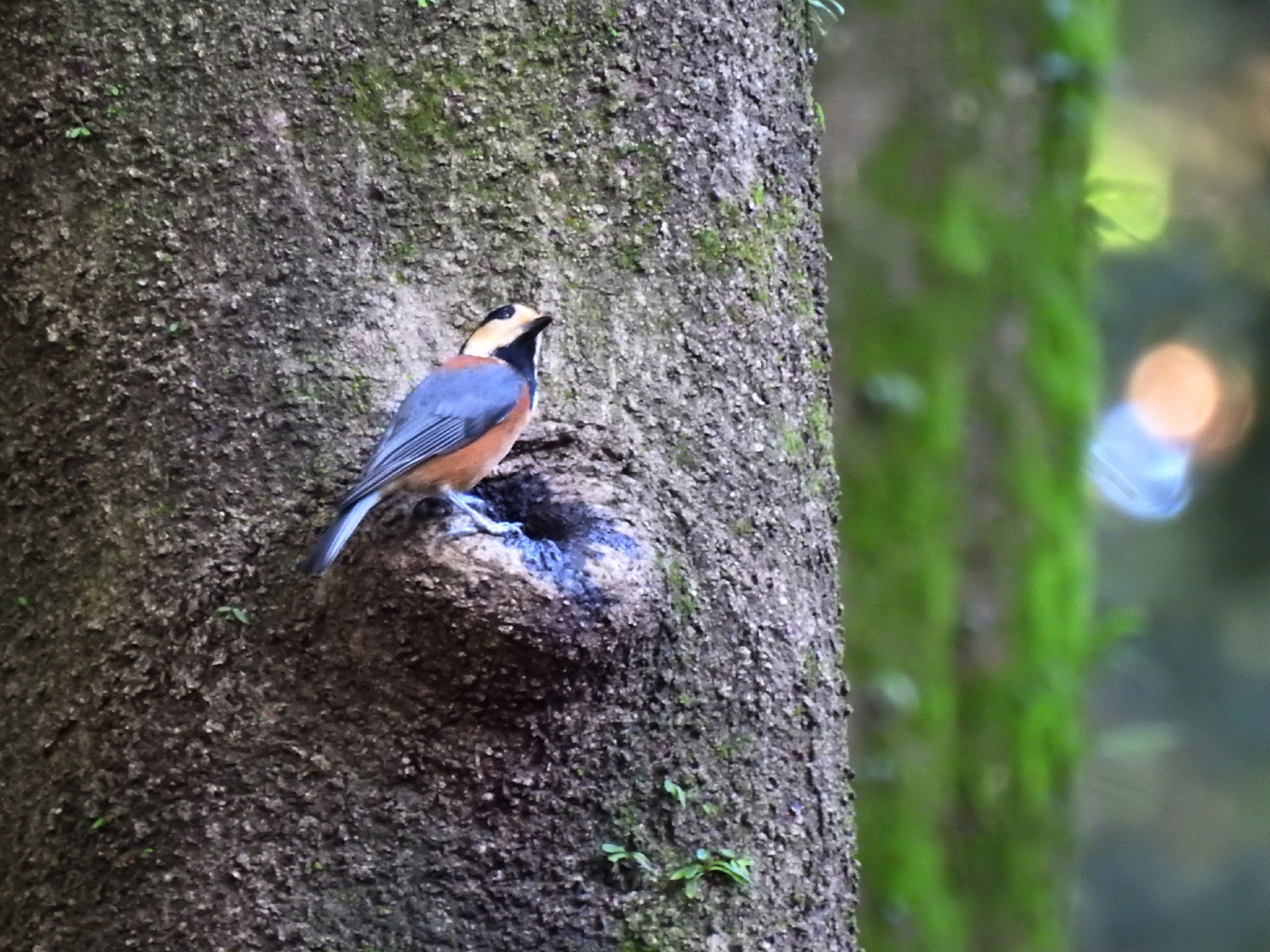 なぜユキヒョウは絶滅の危機に瀕しているのでしょうか?