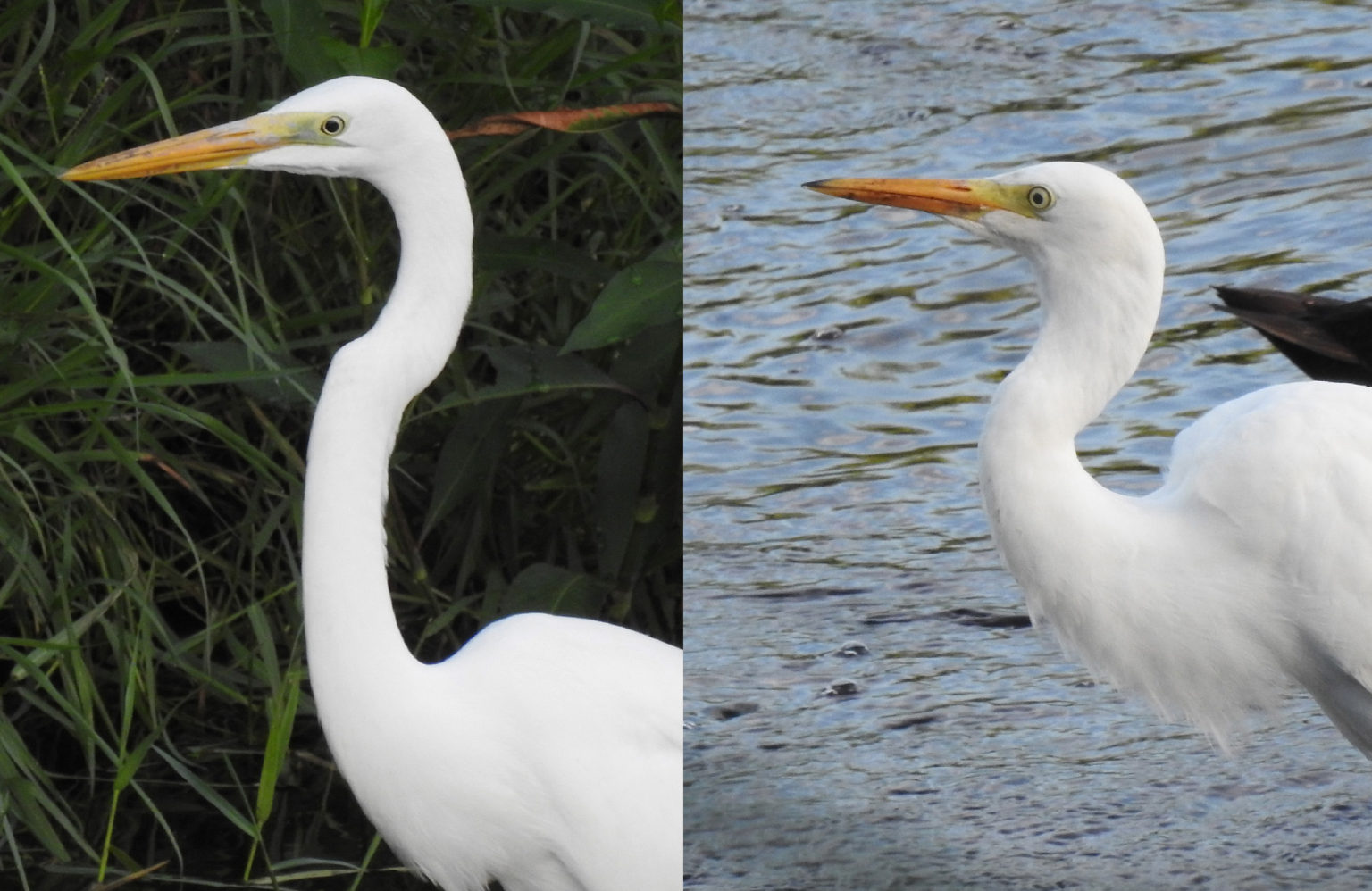 太りすぎの飼いウサギ:これがダイエットの仕組みです
