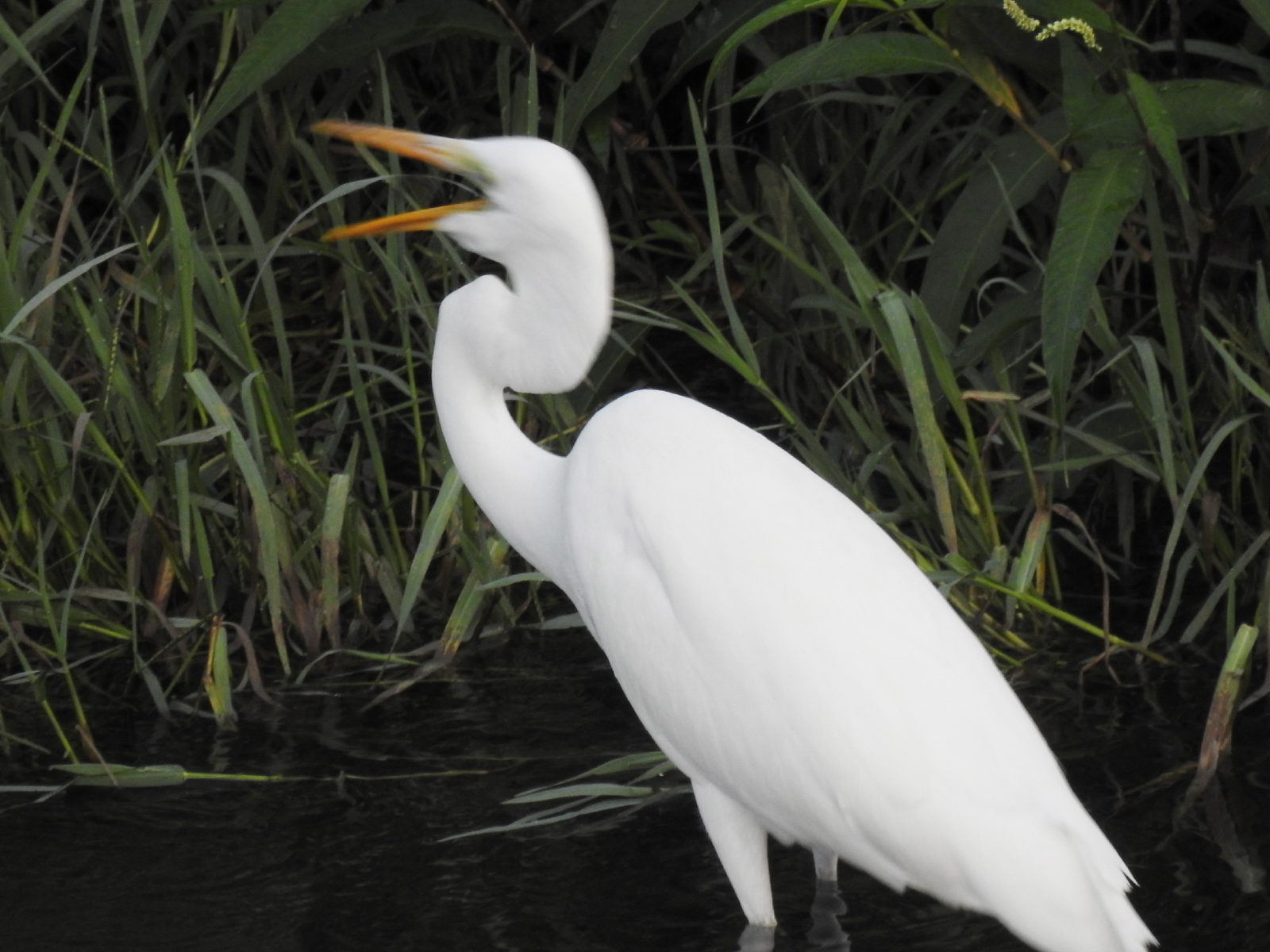 ダイサギ食べた？