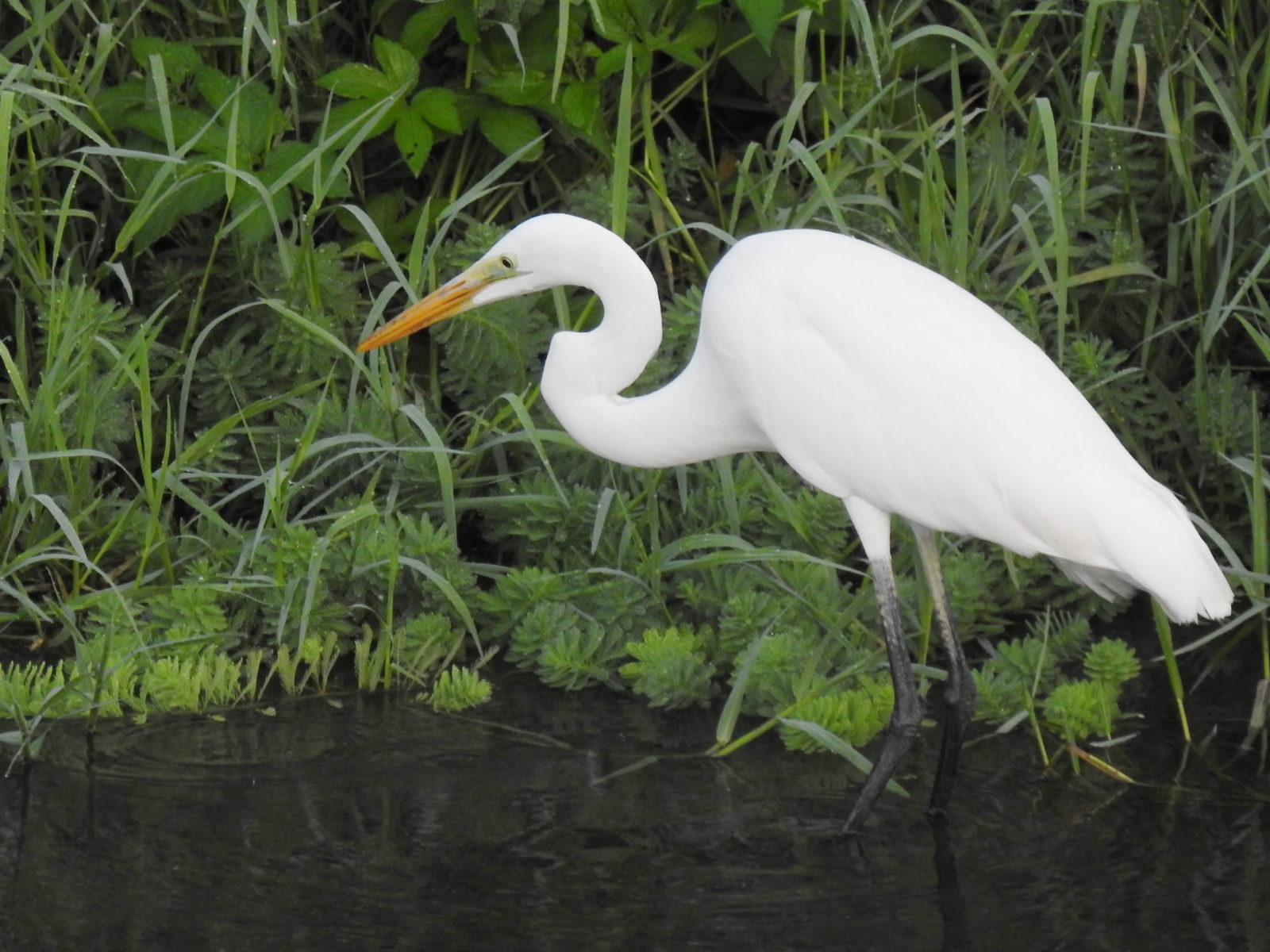 ダイサギ左向き