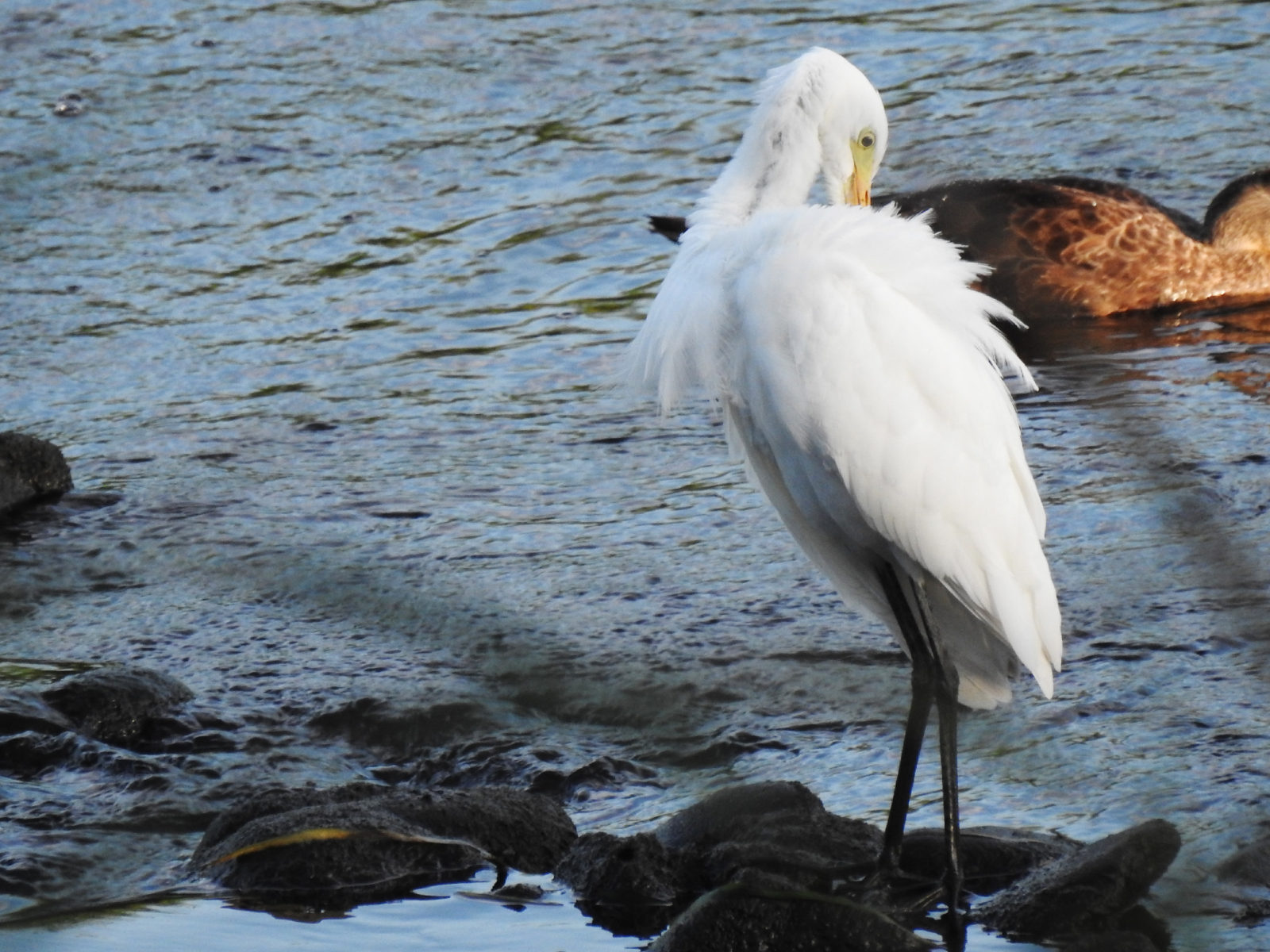 チュウサギ羽繕い