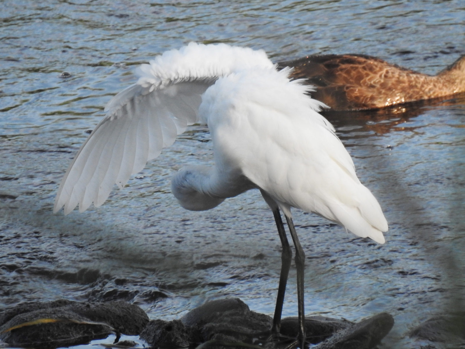 チュウサギ羽繕い