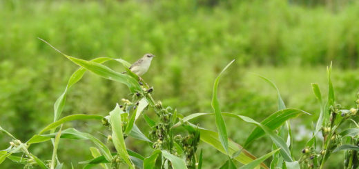 セッカ草に留まる