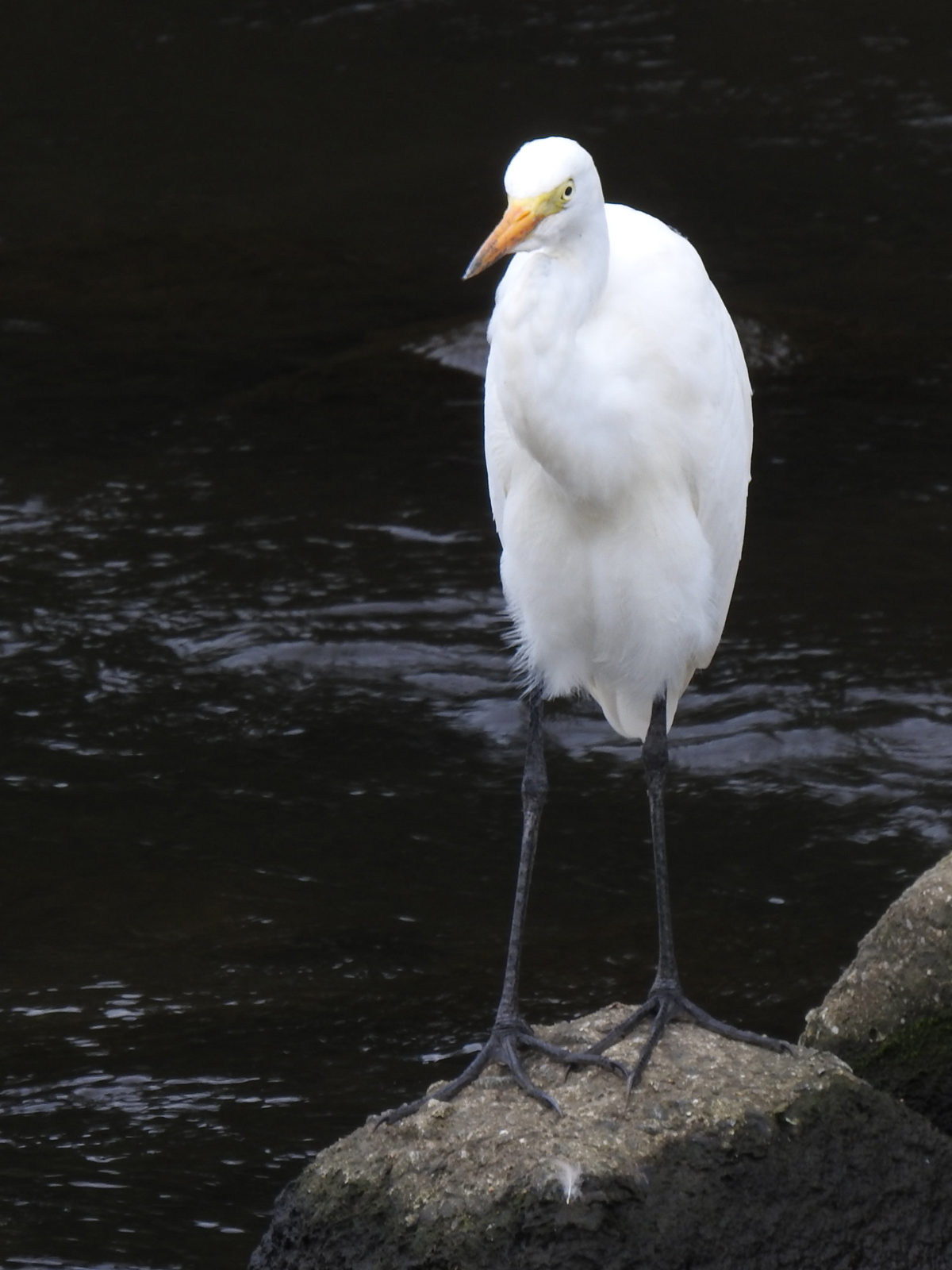 チュウサギ前向き