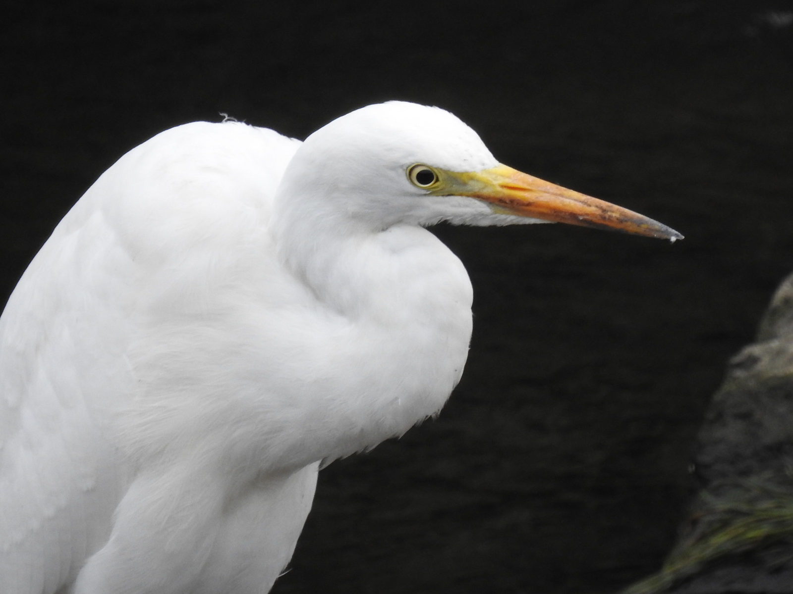 チュウサギアップ