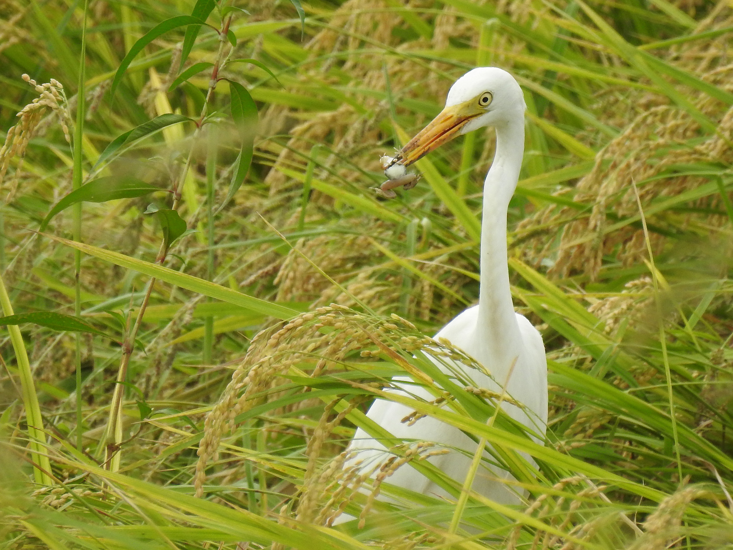 ウサギとウサギの違い - ウサギの特徴