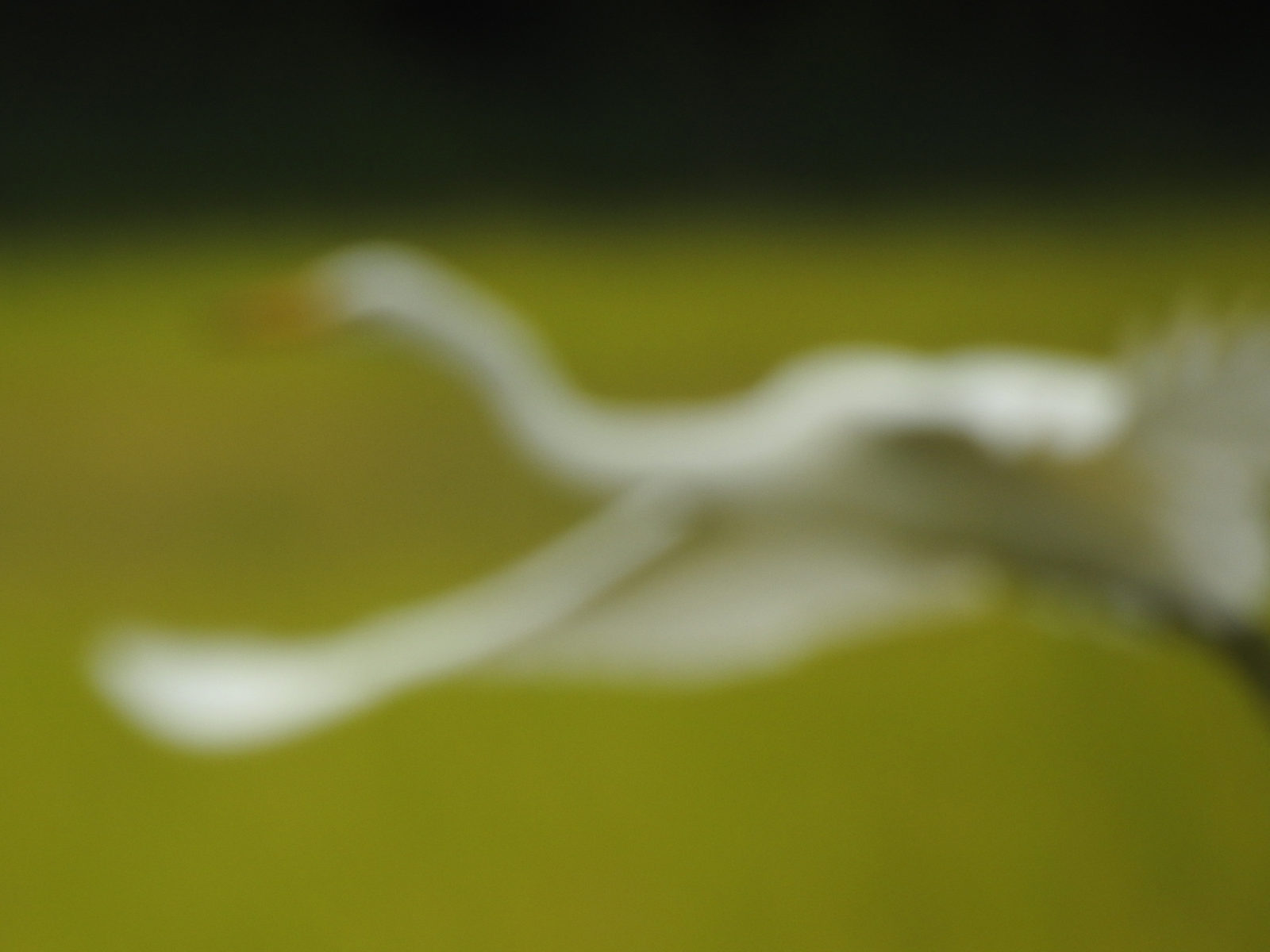 チュウサギピンボケ