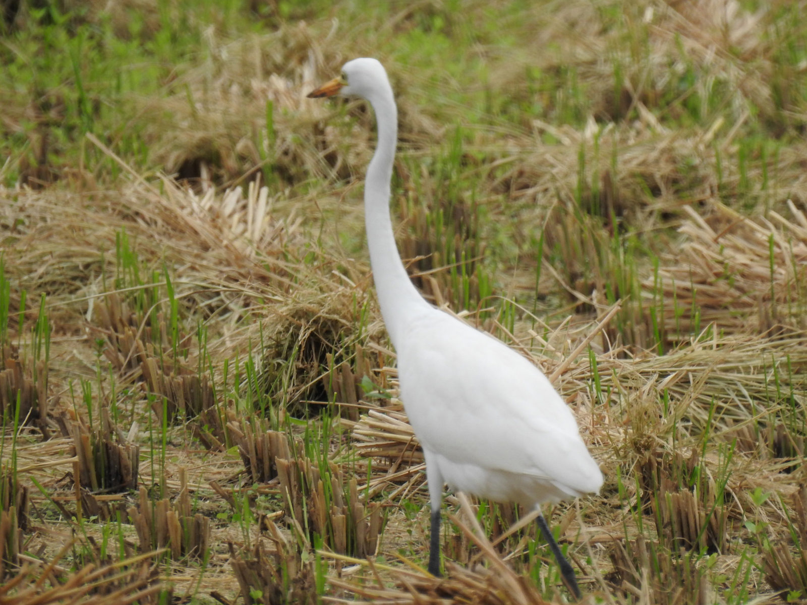 チュウサギピンボケ