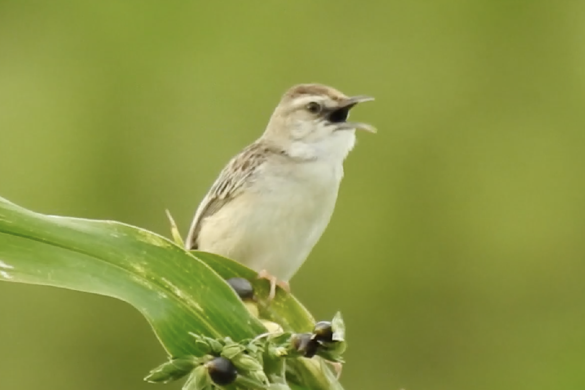 セッカの口の中は黒