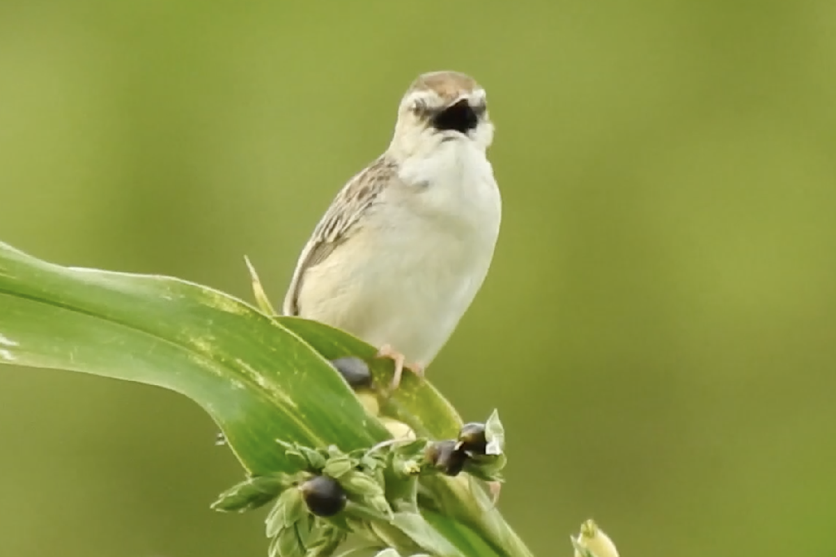 セッカの口の中は黒