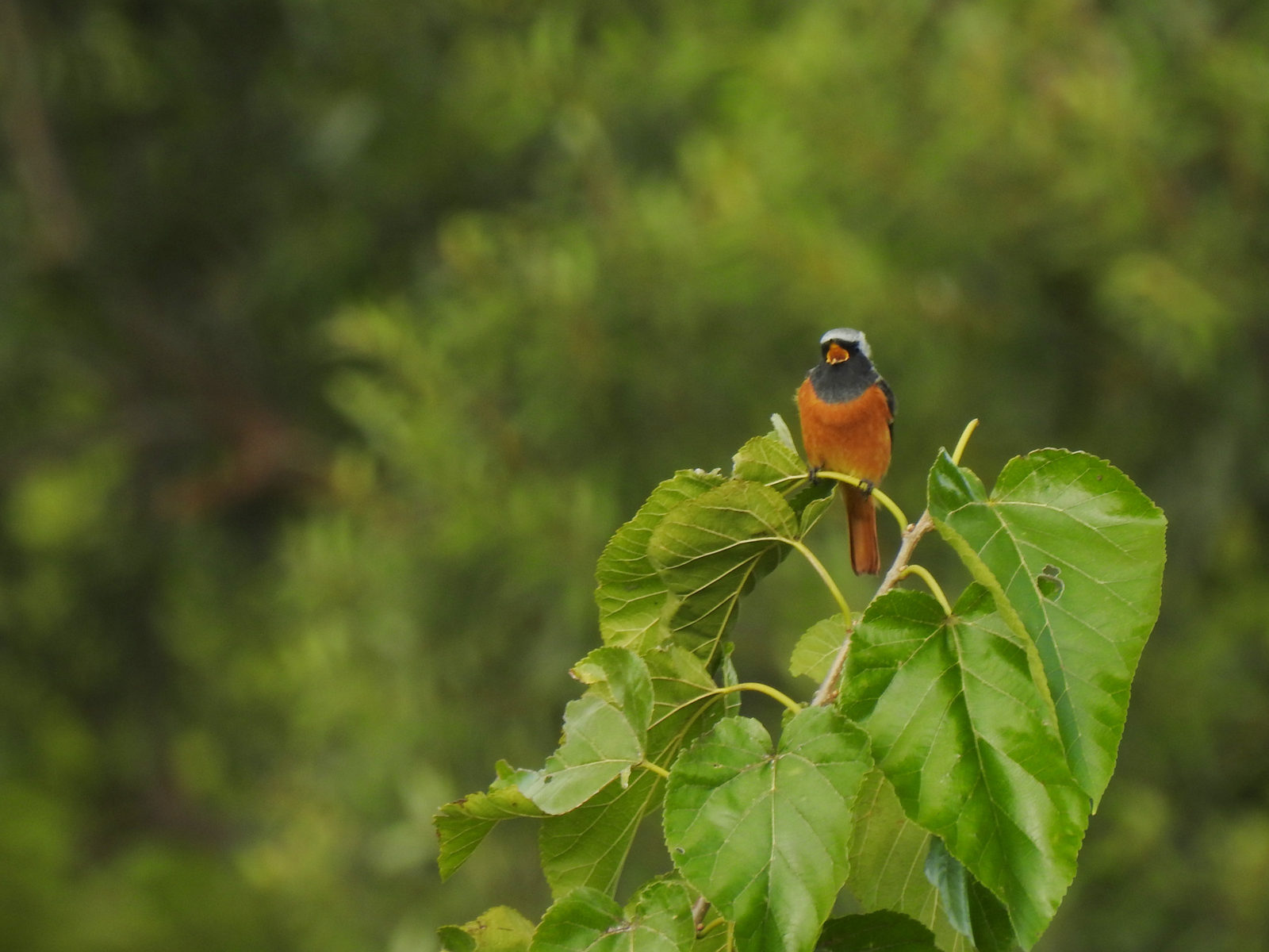 ペンギンの種類 - 他の種類のペンギン