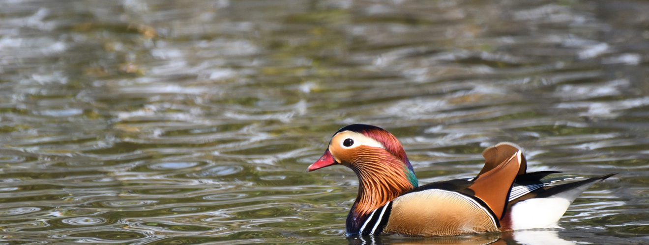 オシドリ雄メイン