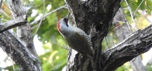 アオゲラメイン