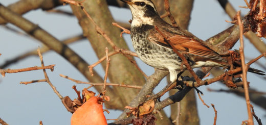 ツグミと柿