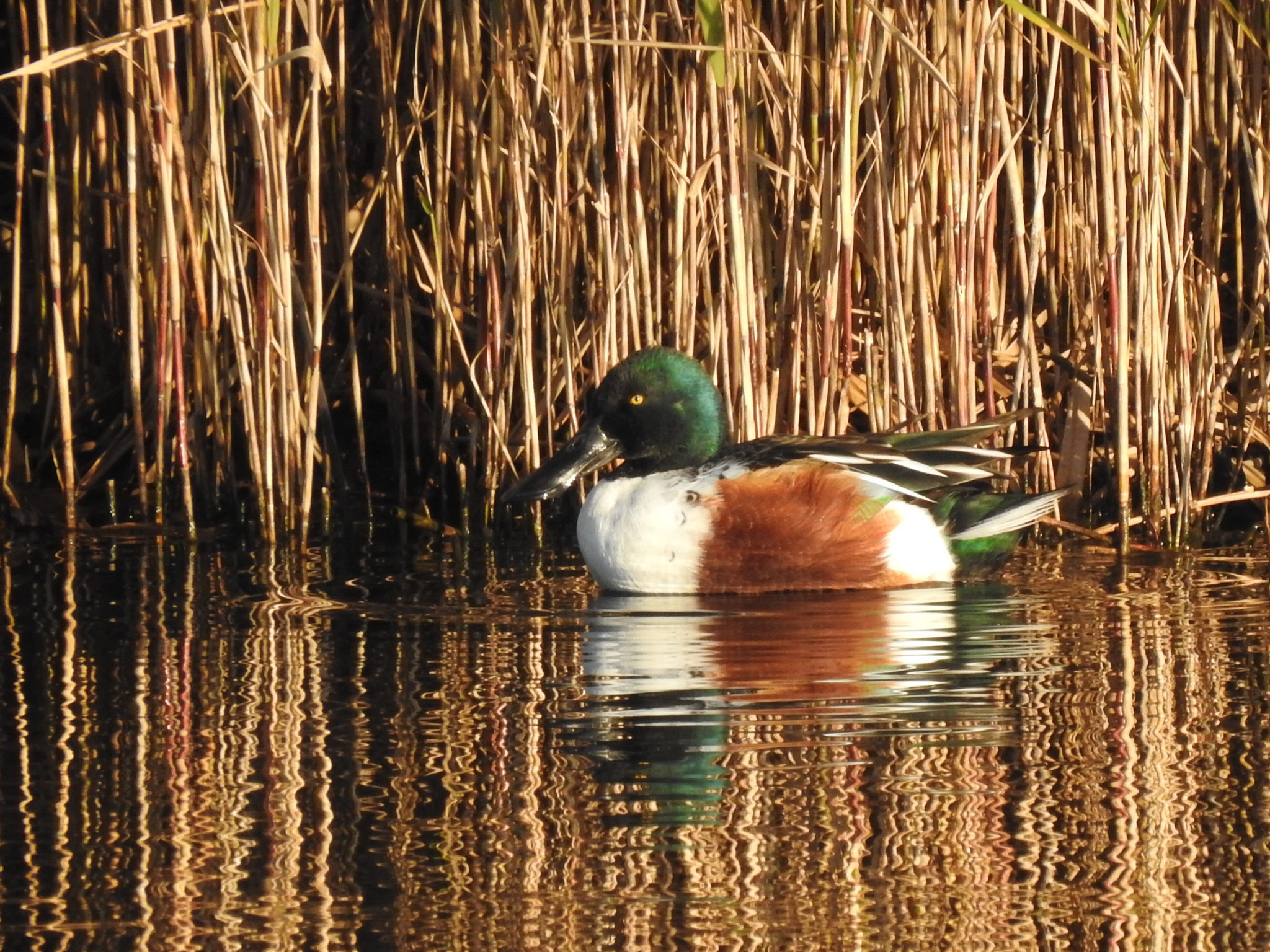 クモは自分の30倍の大きさのヘビを捕まえて食べます