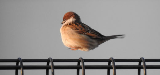 スズメ　跳ねる