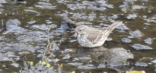 タヒバリ水浴び