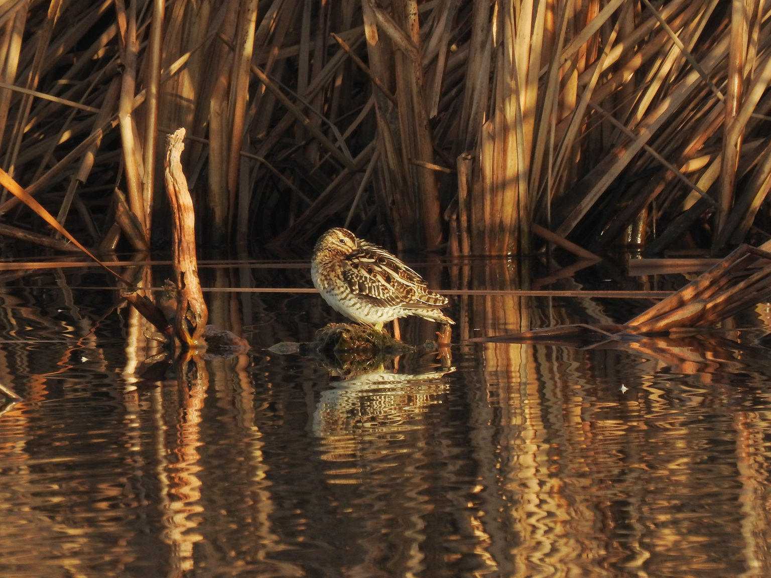 免疫力の低下と頭痛が症状に伴うことがある
