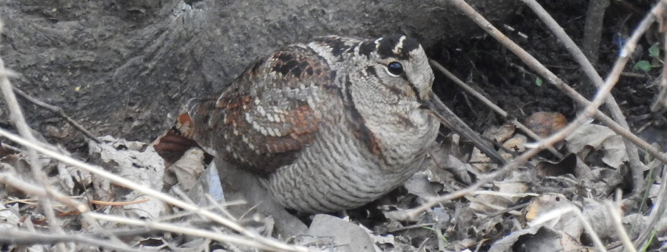 ヤマシギアップ