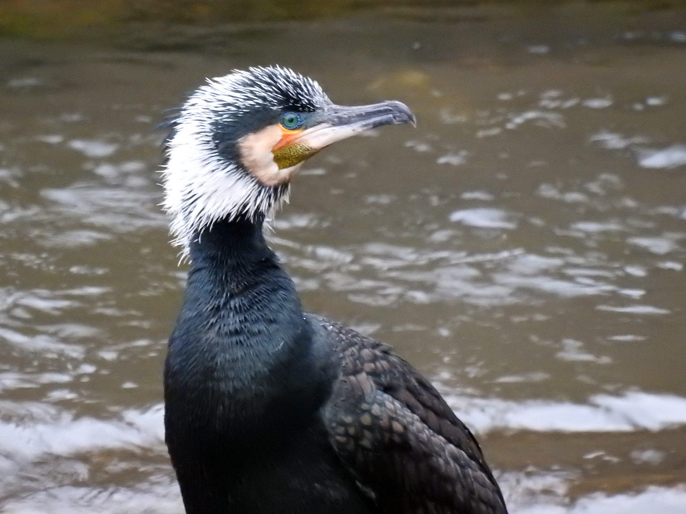 水中のポトス:手入れ、繁殖、黄色の葉