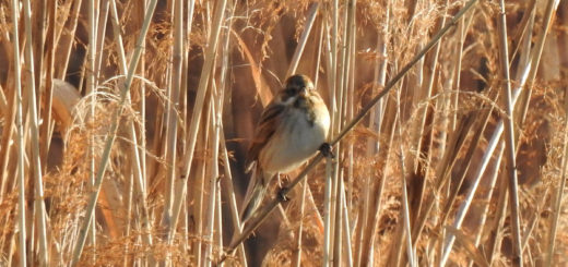 オオジュリン正面