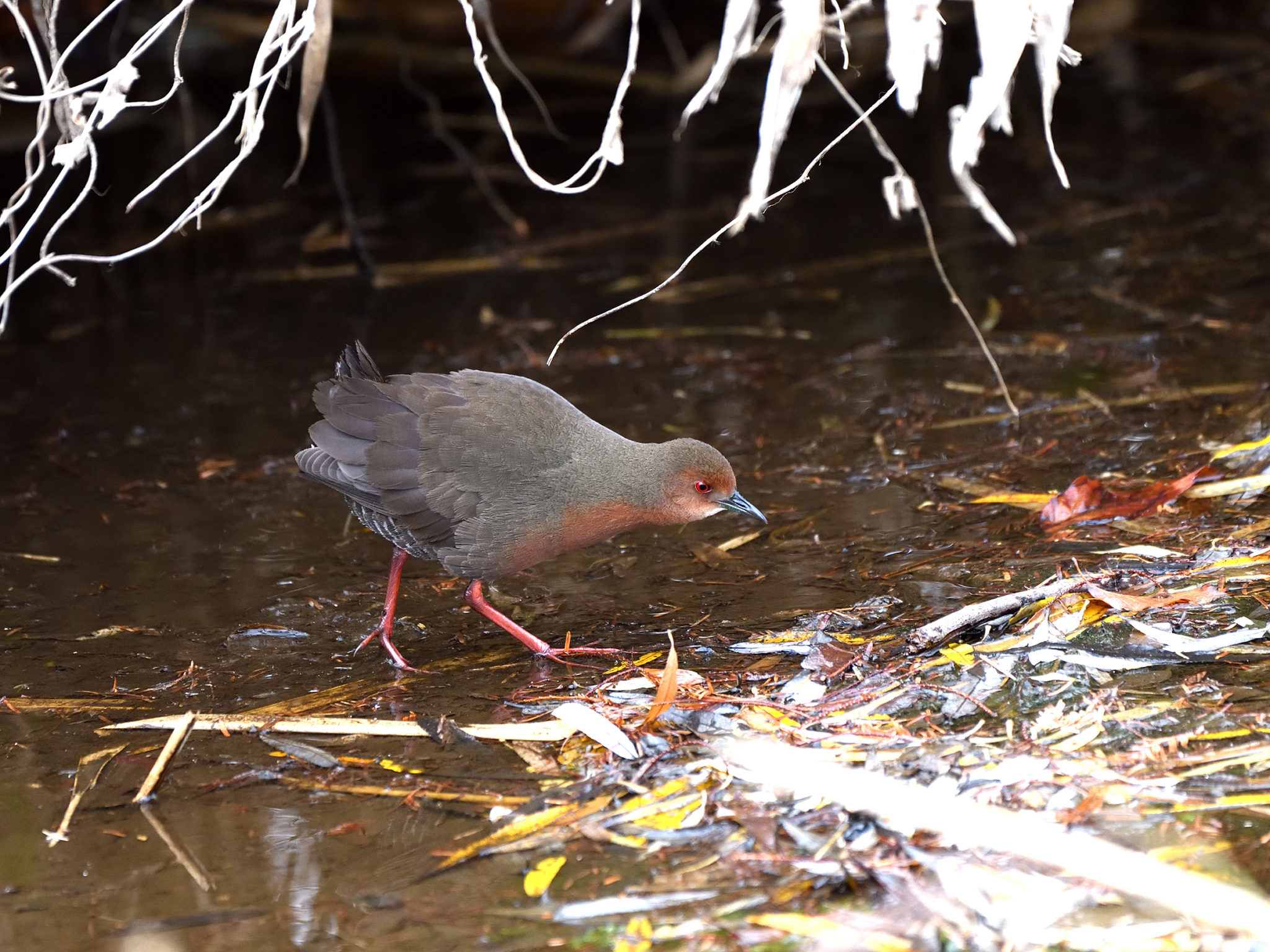 カナリア諸島の絶滅危惧種の動物 - キンレンカ (Pieris cheiranthi)