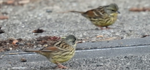 アオジ小道にて数羽