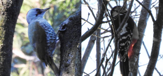 アオゲラアカゲラ