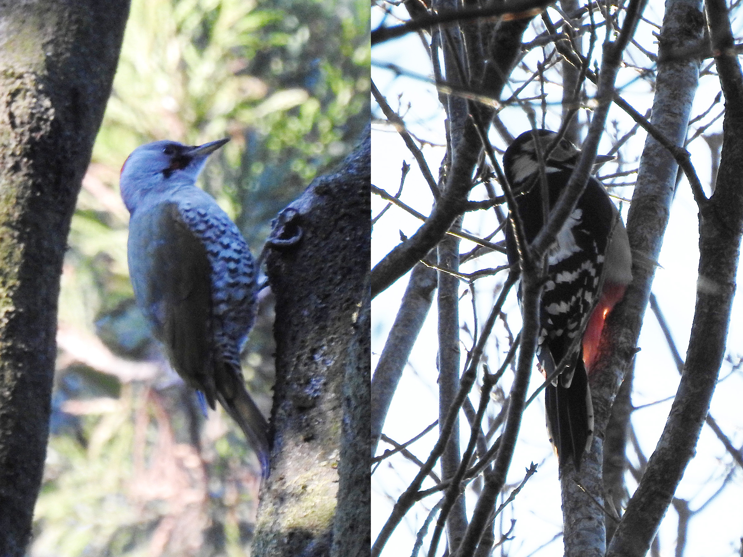 アオゲラアカゲラ