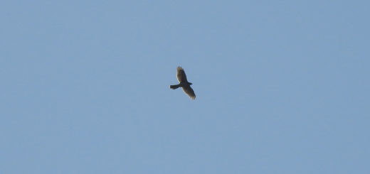 オオタカメイン