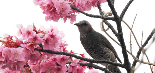 ヒヨドリと桜