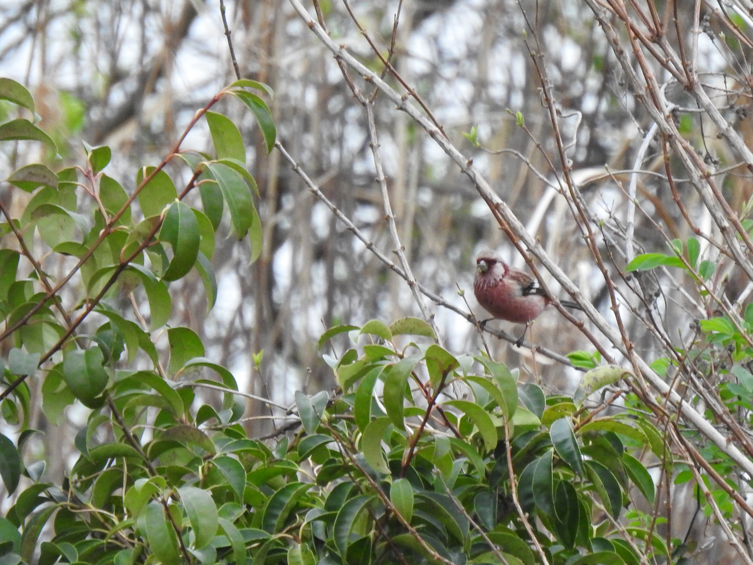 おまけのベニマシコ