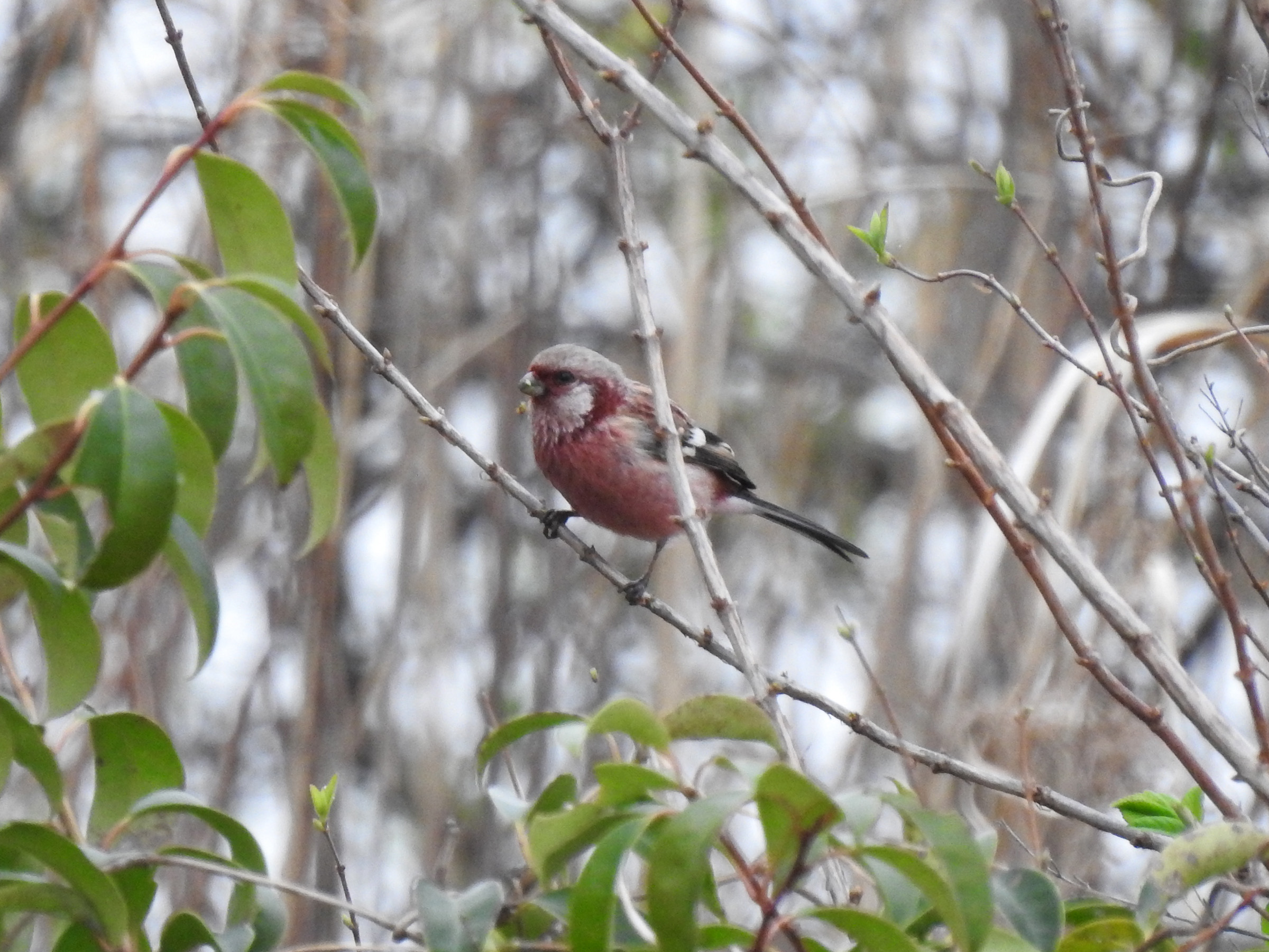 おまけのベニマシコ