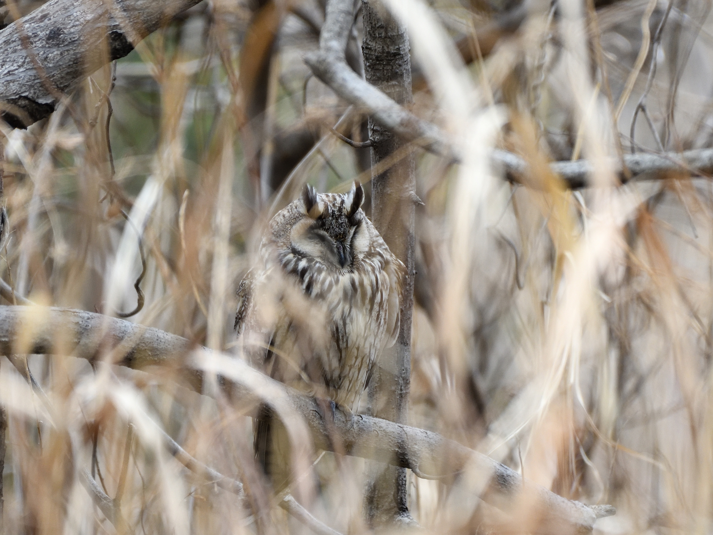スペインの鳥 - カササギ
