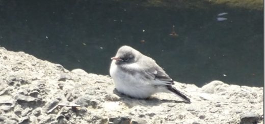 セグロセキレイ幼鳥