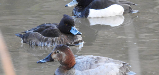 ホシハジロ雌・キンクロハジロ雌雄