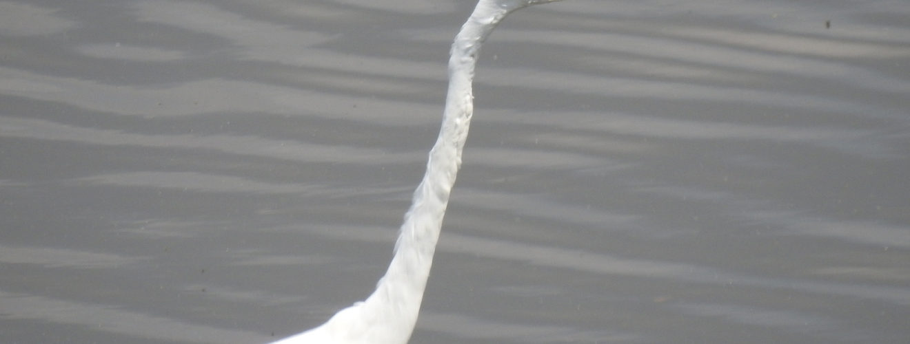 ダイサギ婚姻色