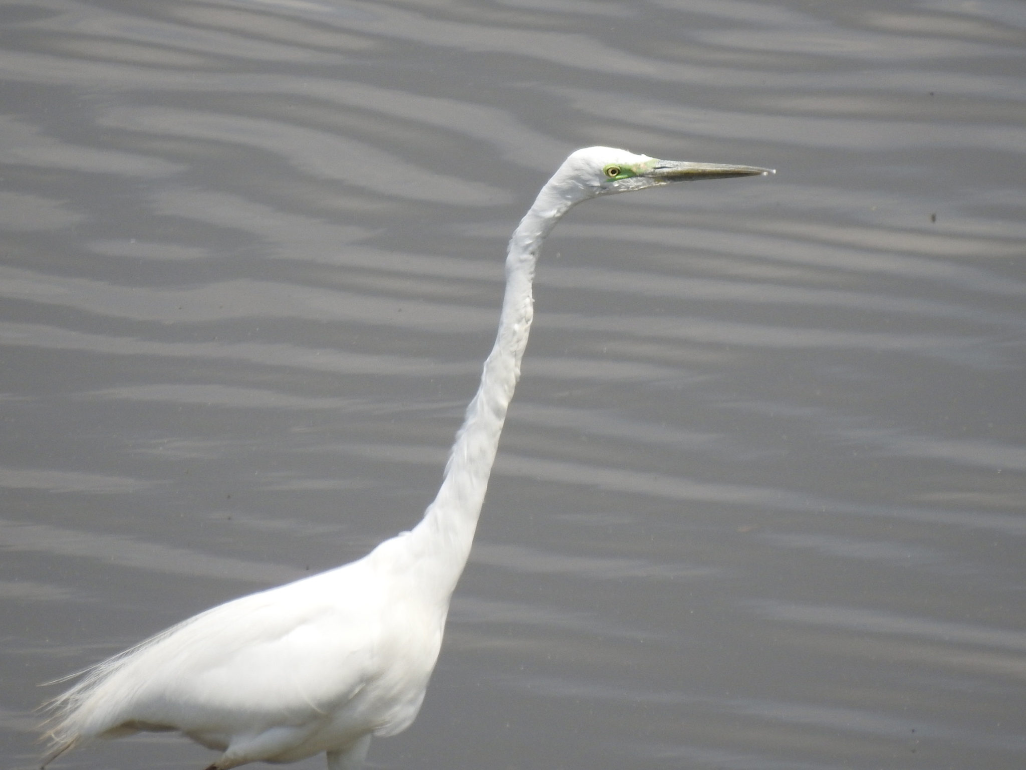 ブラジルで最初に確認された XE 亜種について何を知っていますか