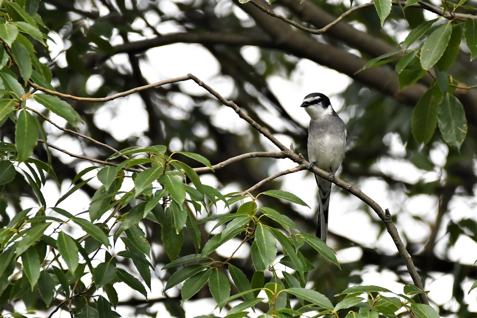 サンショウクイ