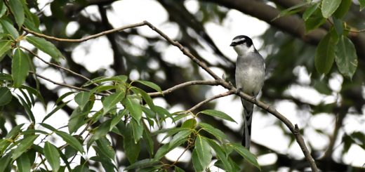 サンショウクイ